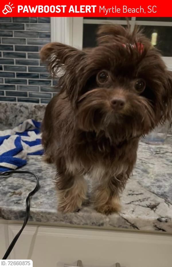 Lost Female Dog last seen Near folly rd , Myrtle Beach, SC 29588