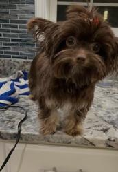 Lost Female Dog last seen Near folly rd , Myrtle Beach, SC 29588