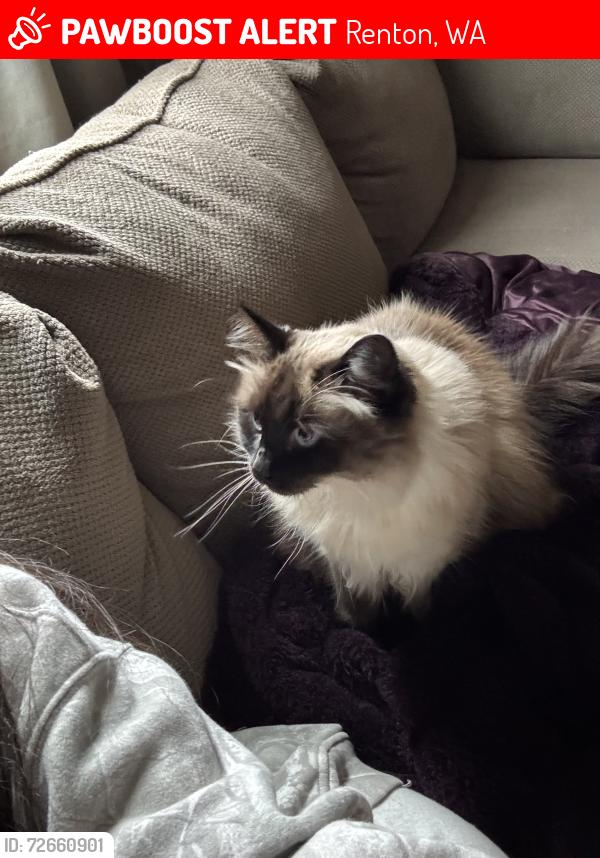 Lost Female Cat last seen Qfc. Hazen High school , Renton, WA 98059