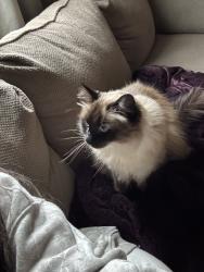 Lost Female Cat last seen Qfc. Hazen High school , Renton, WA 98059