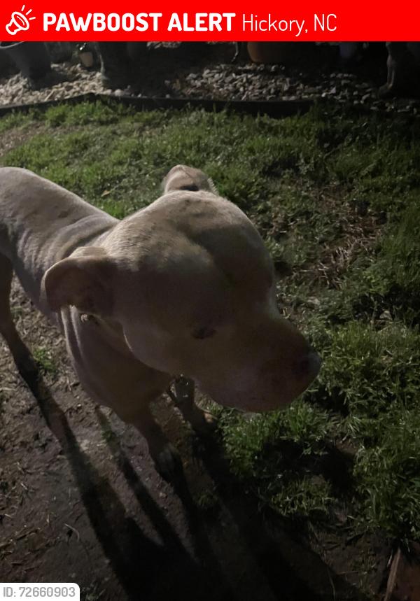 Lost Male Dog last seen 7th st ne , Hickory, NC 28601