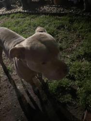 Lost Male Dog last seen 7th st ne , Hickory, NC 28601
