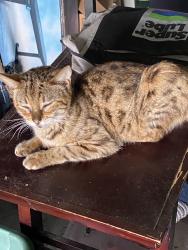 Found/Stray Unknown Cat last seen Golfview Harbour , Boynton Beach, FL 33426