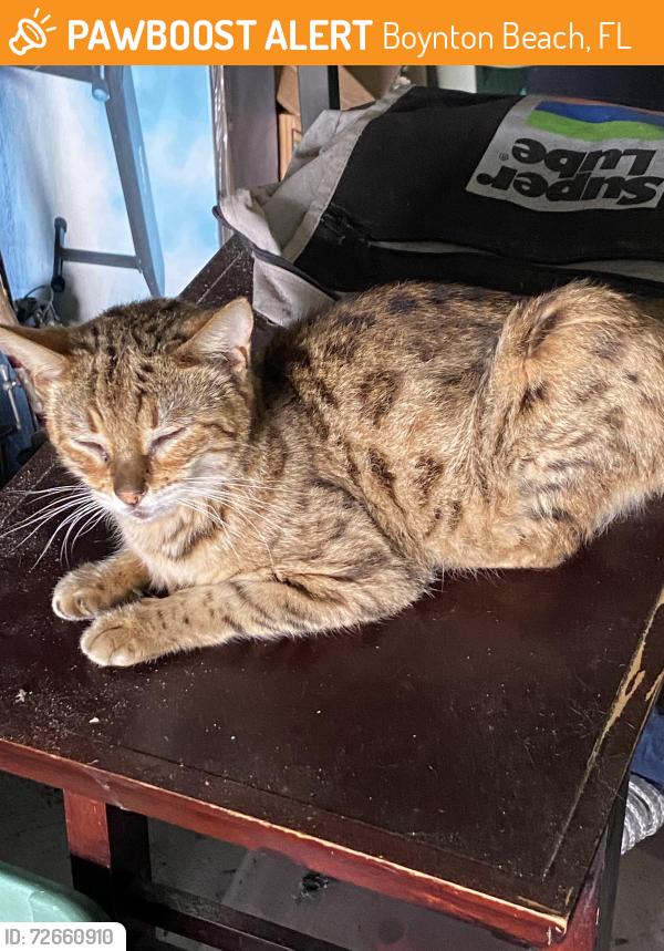 Found/Stray Unknown Cat last seen Golfview Harbour , Boynton Beach, FL 33426