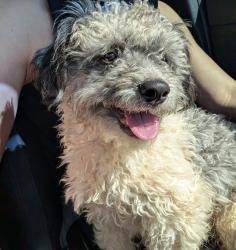 Found/Stray Male Dog last seen 23rd Ave and Greenway , Phoenix, AZ 85023