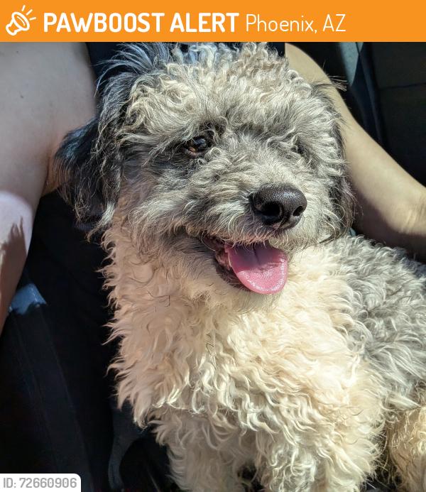 Found/Stray Male Dog last seen 23rd Ave and Greenway , Phoenix, AZ 85023