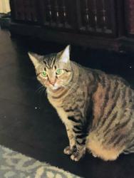 Lost Male Cat last seen Enfield, Bryan, TX 77802