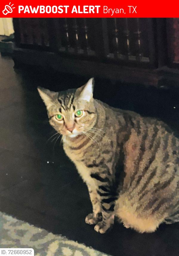 Lost Male Cat last seen Enfield, Bryan, TX 77802