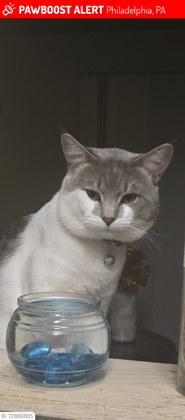 Lost Male Cat last seen BUSTLETON  ave AND RENNARD st, Philadelphia, PA 19116