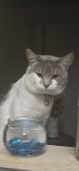 Lost Male Cat last seen BUSTLETON  ave AND RENNARD st, Philadelphia, PA 19116