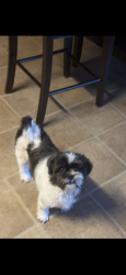 Lost Female Dog last seen Dr, Fort Worth, TX 76108