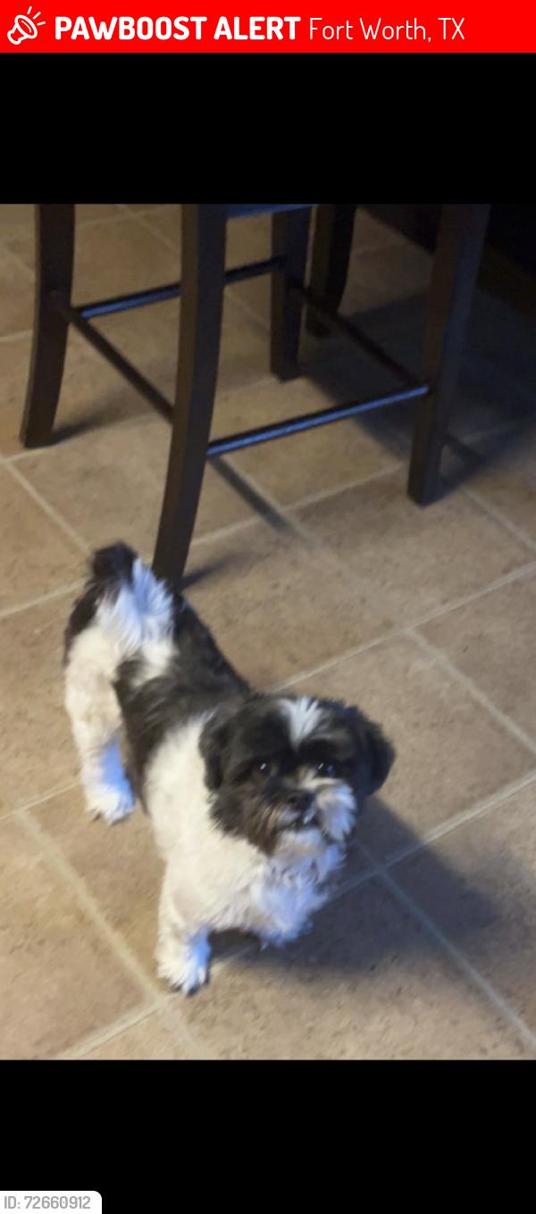 Lost Female Dog last seen Dr, Fort Worth, TX 76108