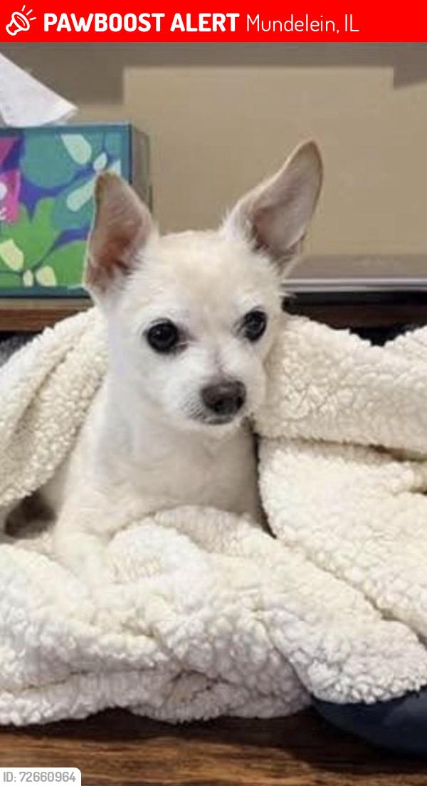 Lost Male Dog last seen Near and Barnhill Drive, Mundelein, IL 60060