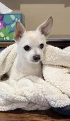 Lost Male Dog last seen Near and Barnhill Drive, Mundelein, IL 60060