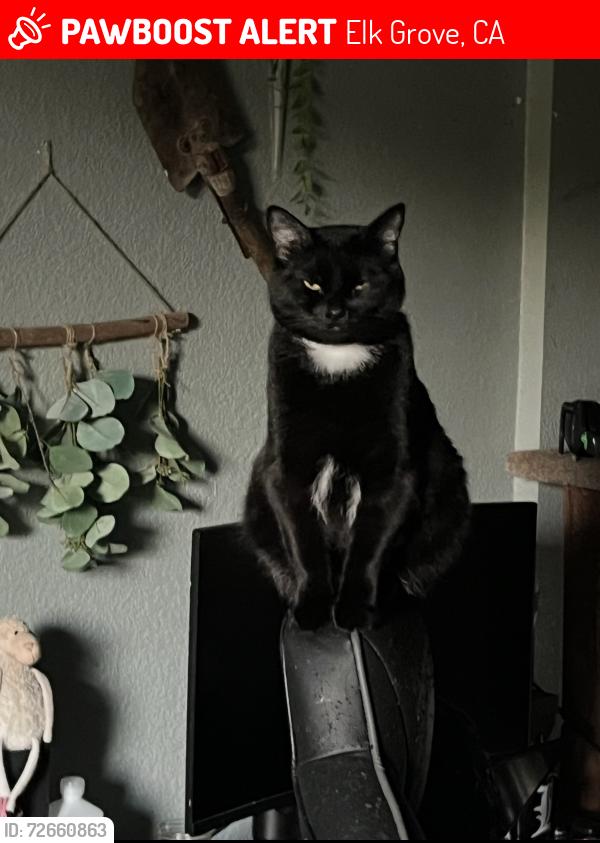 Lost Male Cat last seen elk grove park , Elk Grove, CA 95624