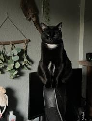 Lost Male Cat last seen elk grove park , Elk Grove, CA 95624