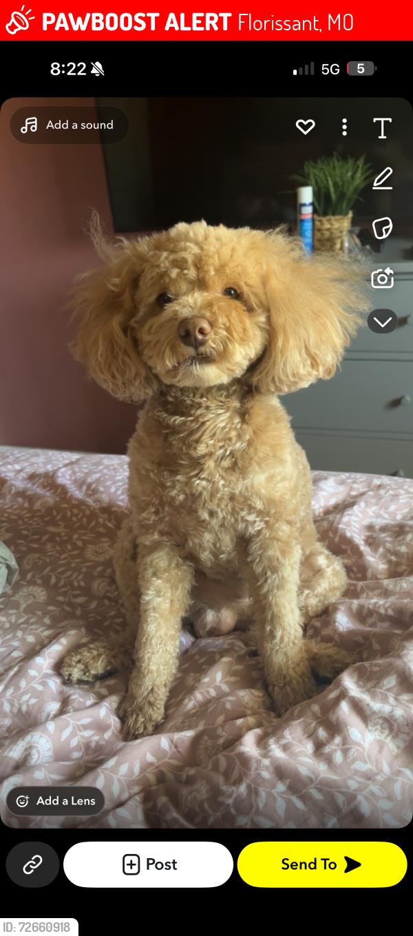 Lost Male Dog last seen Howders , Florissant, MO 63031