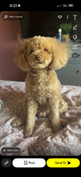 Lost Male Dog last seen Howders , Florissant, MO 63031