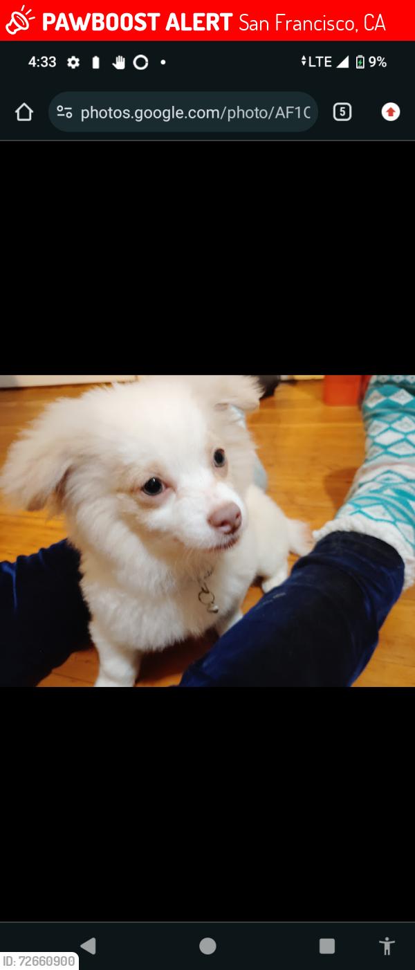 Lost Male Dog last seen Near th st shelter area, San Francisco, CA 94103