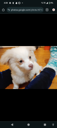 Lost Male Dog last seen Near th st shelter area, San Francisco, CA 94103