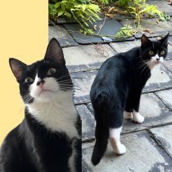 Lost Female Cat last seen Chitts Hill, Colchester, Essex, England CO3 9ST