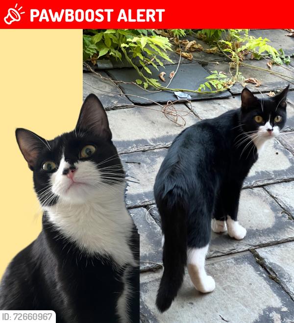 Lost Female Cat last seen Chitts Hill, Colchester, Essex, England CO3 9ST