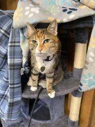 Lost Female Cat last seen Highway 20 and Juniper Ln. , Albany, OR 97321