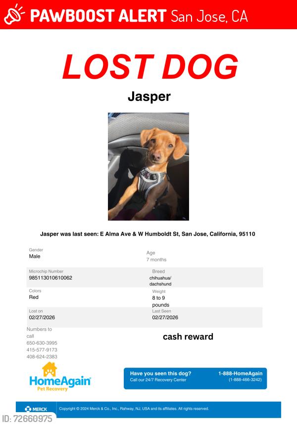 Lost Male Dog last seen Alma and ponmona san jose ca, San Jose, CA 95110