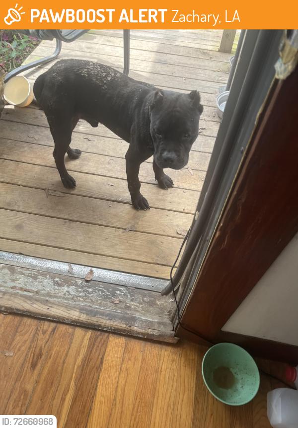 Found/Stray Male Dog last seen Hwy 64 East of Comite River and Plank Roadd, Zachary, LA 70791
