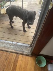 Found/Stray Male Dog last seen Hwy 64 East of Comite River and Plank Roadd, Zachary, LA 70791