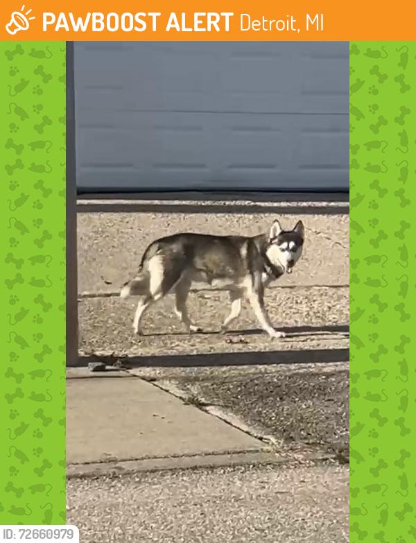 Found/Stray Unknown Dog last seen Alter Road and E. Warren , Detroit, MI 48224