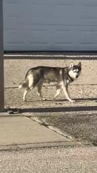 Found/Stray Unknown Dog last seen Alter Road and E. Warren , Detroit, MI 48224