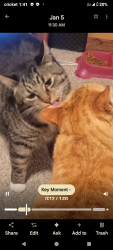 Lost Male Cat last seen 108th and Powell , Portland, OR 97266