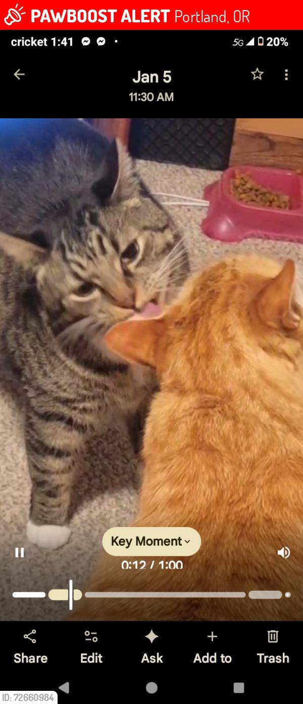 Lost Male Cat last seen 108th and Powell , Portland, OR 97266
