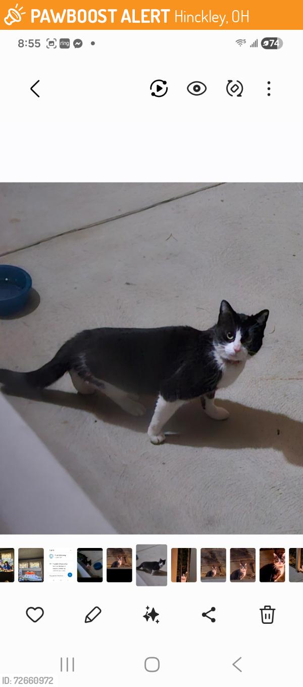 Found/Stray Unknown Cat last seen W 130 & Boston rd , Hinckley, OH 44233