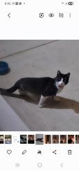 Found/Stray Unknown Cat last seen W 130 & Boston rd , Hinckley, OH 44233