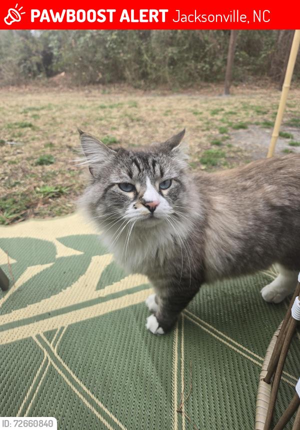 Lost Male Cat last seen Sycamore pl off Grumbranch Rd, Jacksonville, NC 28540