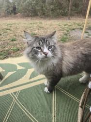 Lost Male Cat last seen Sycamore pl off Grumbranch Rd, Jacksonville, NC 28540