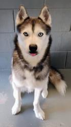 Lost Male Dog last seen Us 1Federal Hwy. & Port St. Lucie Blvd, Port St. Lucie, FL 34952