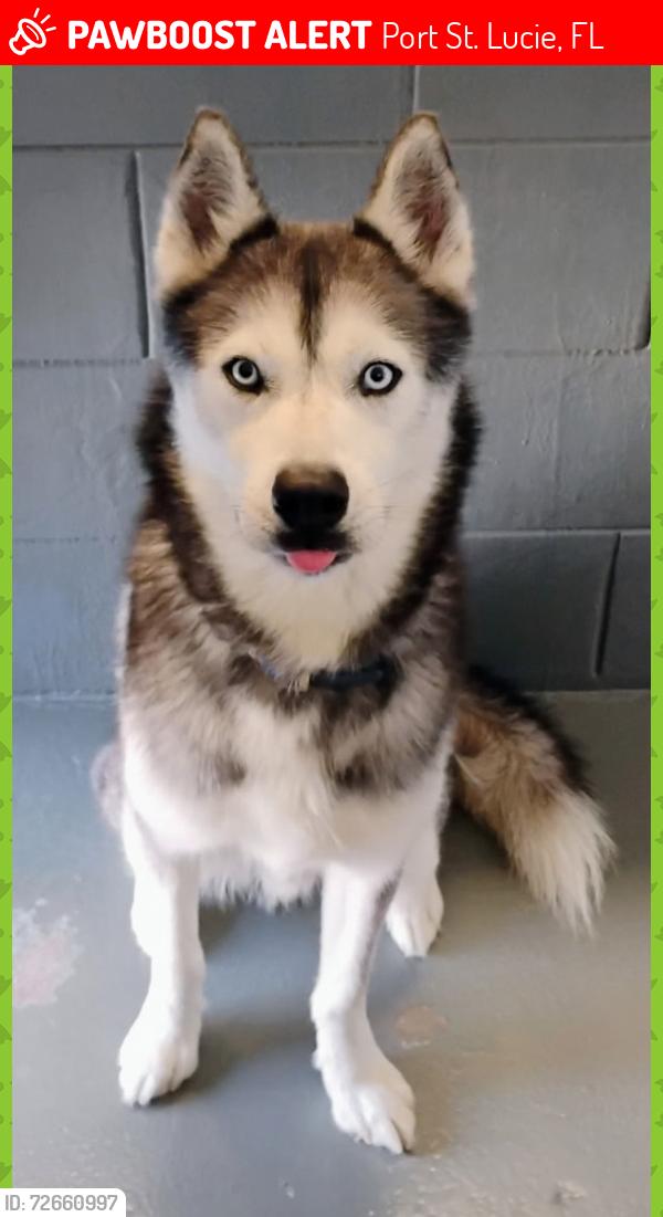 Lost Male Dog last seen Us 1Federal Hwy. & Port St. Lucie Blvd, Port St. Lucie, FL 34952