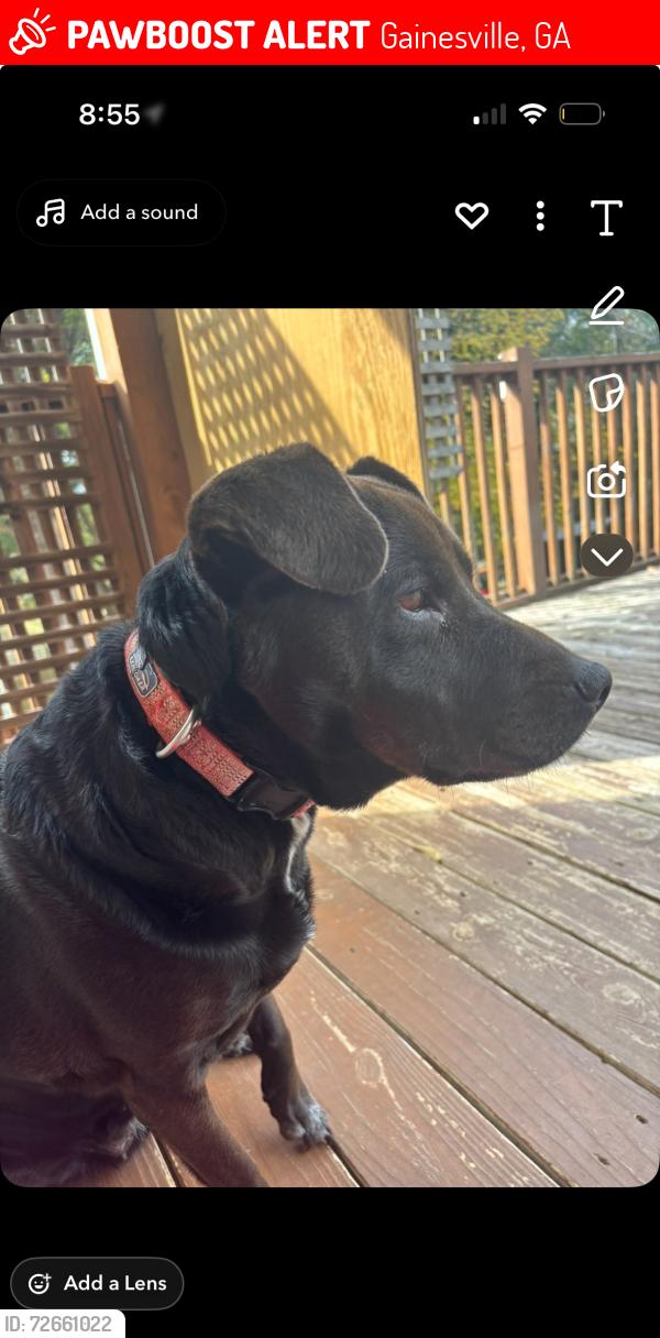 Lost Female Dog last seen East Forsyth High School, Gainesville, GA 30506