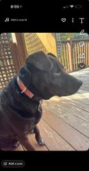 Lost Female Dog last seen East Forsyth High School, Gainesville, GA 30506