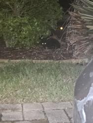 Found/Stray Unknown Cat last seen Majestic, Bayonet Point, FL 34667