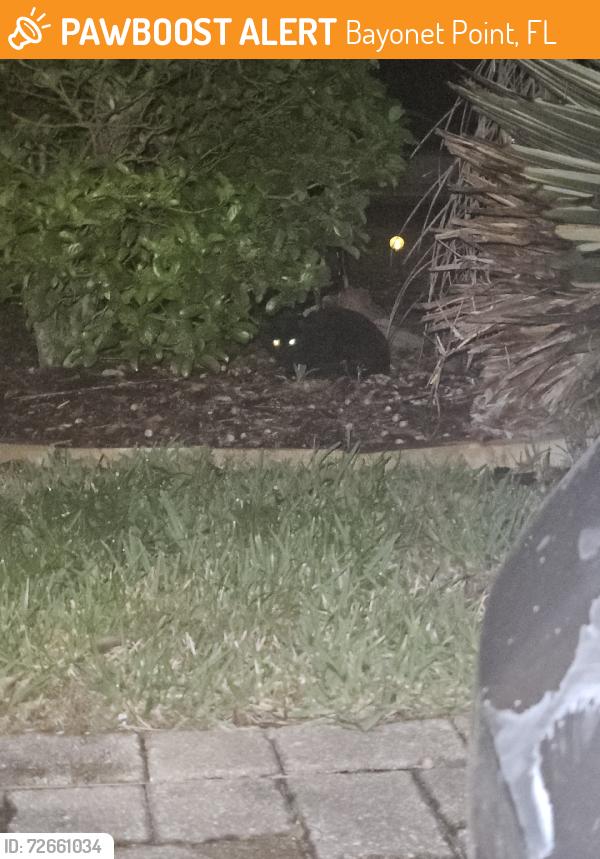 Found/Stray Unknown Cat last seen Majestic, Bayonet Point, FL 34667