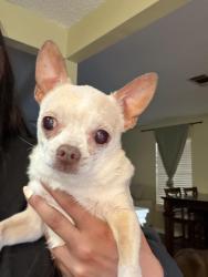 Found/Stray Male Dog last seen Lavendale Ct, Austin, TX 78748