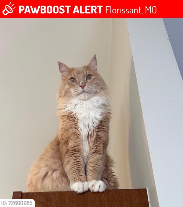 Lost Male Cat last seen Near or around Spartina Dr, Celerity Dr, Wiethaupt Road, Florissant, MO 63031