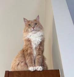 Lost Male Cat last seen Near or around Spartina Dr, Celerity Dr, Wiethaupt Road, Florissant, MO 63031
