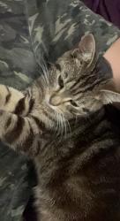 Lost Female Cat last seen Near W River Dr Mergate Fl, Margate, FL 33063