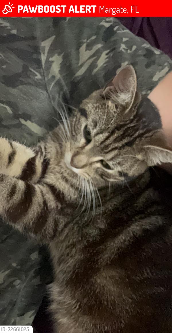 Lost Female Cat last seen Near W River Dr Mergate Fl, Margate, FL 33063