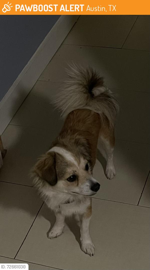 Found/Stray Female Dog last seen Loma vista, Austin, TX 78724